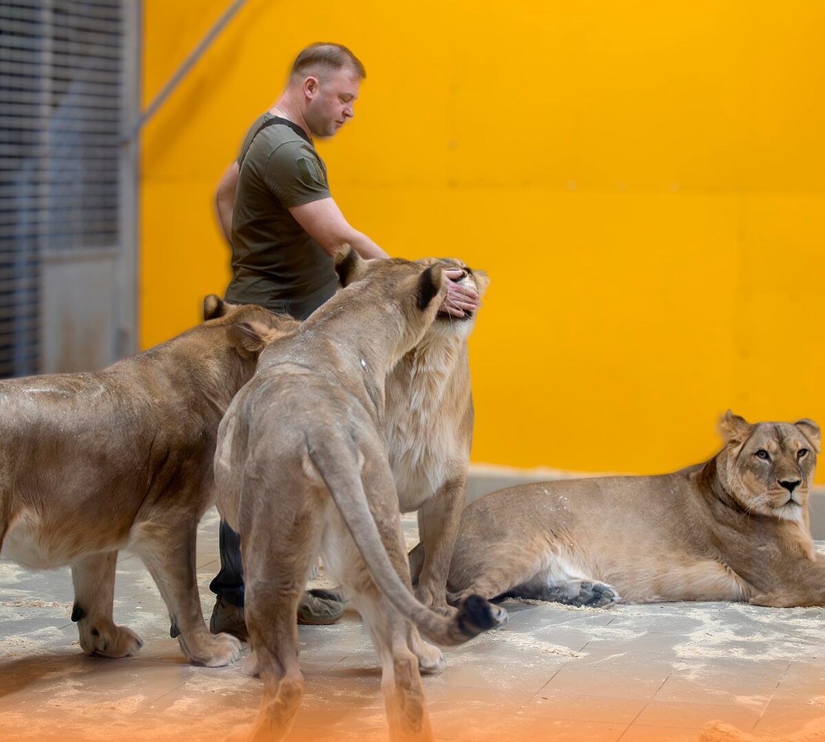 «Теперь они просто наши любимые девочки»: Карельский зоопарк прекратил выступления львиц