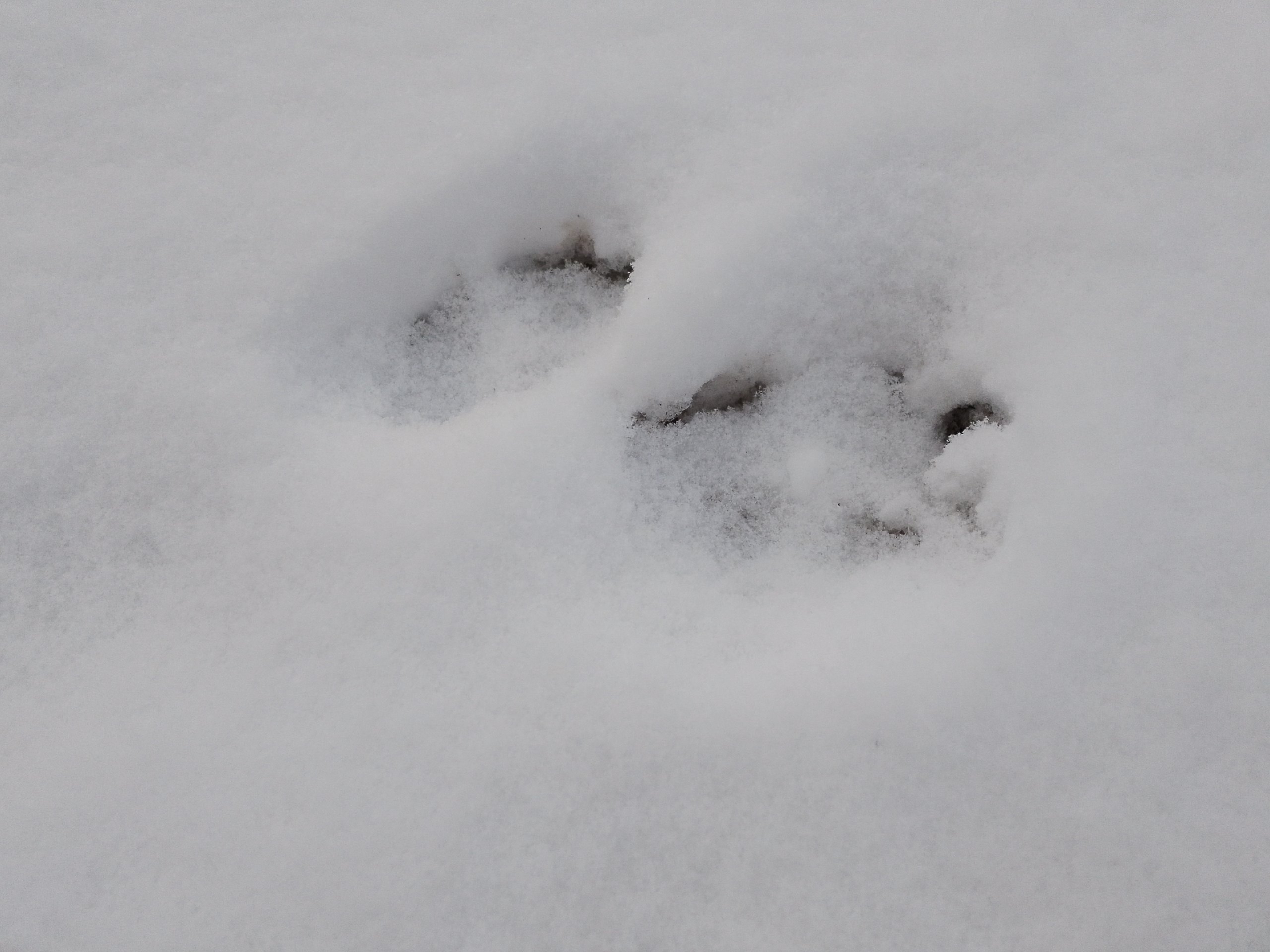 Волки пришли в старинное карельское село Пряжинского района