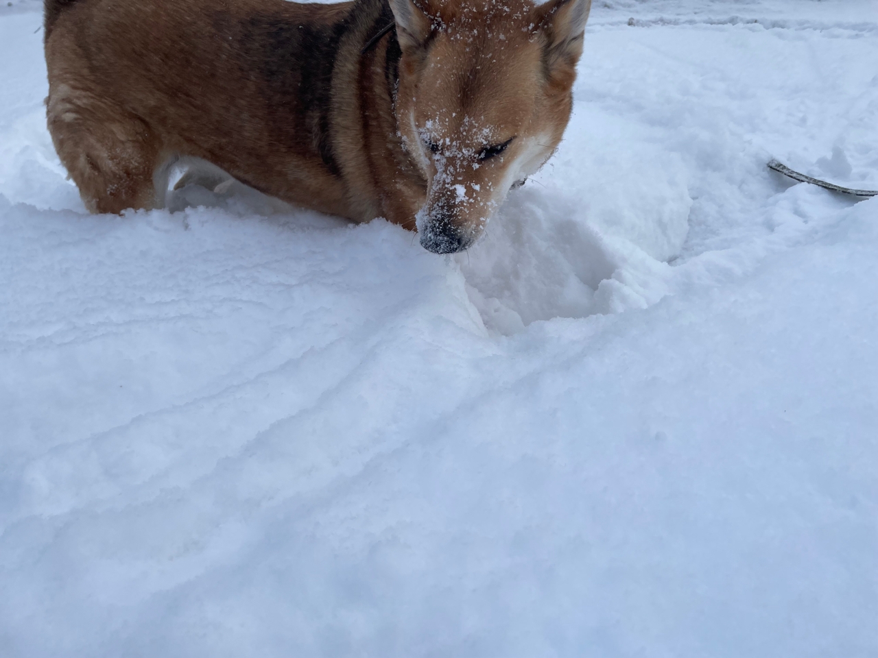 Центр погоды «Фобос» сообщил, сколько снега намело в Карелии
