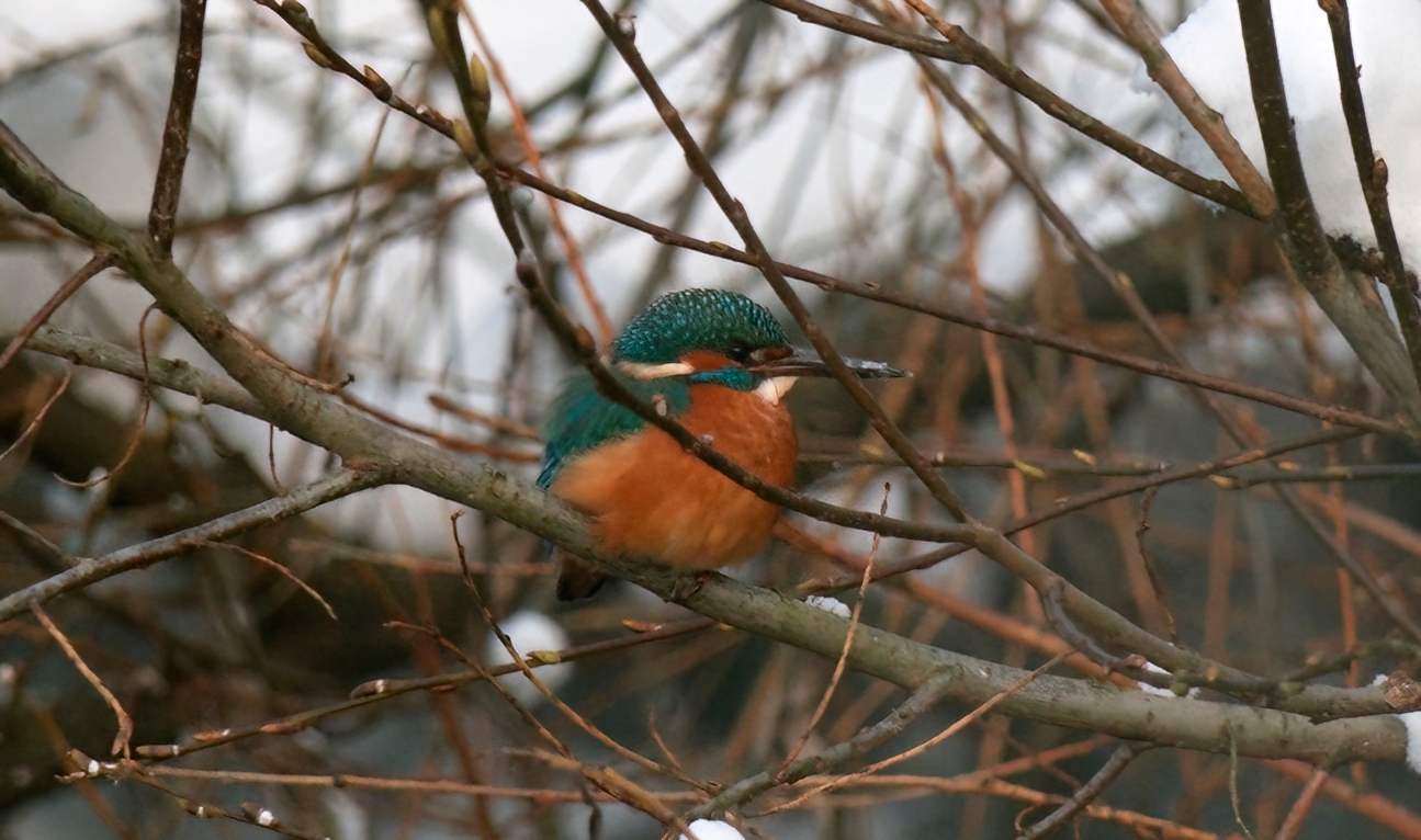 Тропический красавец прилетел на север в крещенские морозы
