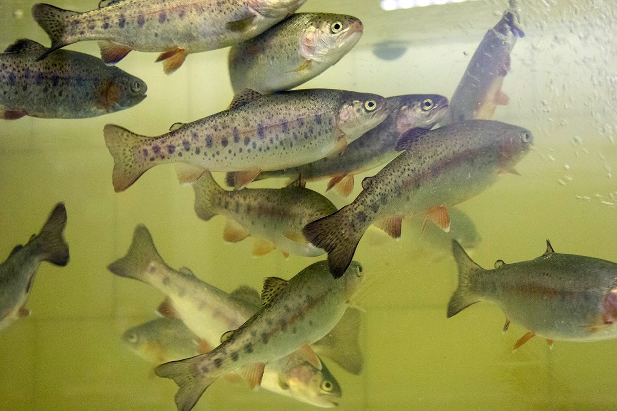 Карельские ученые напомнили о пользе регулярного употребления рыбы для жителей севера