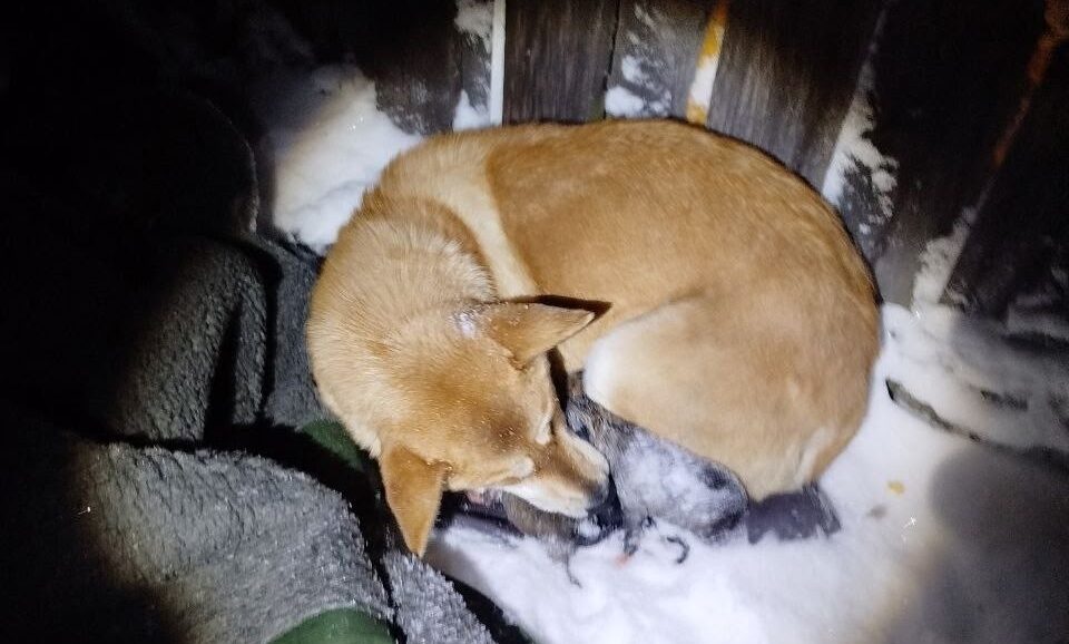 Четверо умерло: в Кеми хозяйка выбросила погибать на морозе собаку с щенками