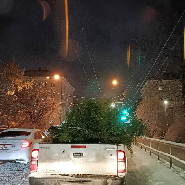 Житель Карелии может лишиться свободы за три поваленные ветром ёлки