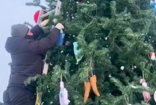 Беломорская ель поборется за победу в номинации «Елка России»