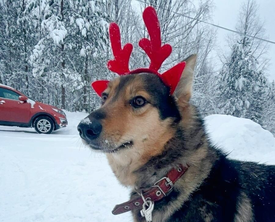 Жителей Костомукши пригласили на прогулку с питомцами приюта