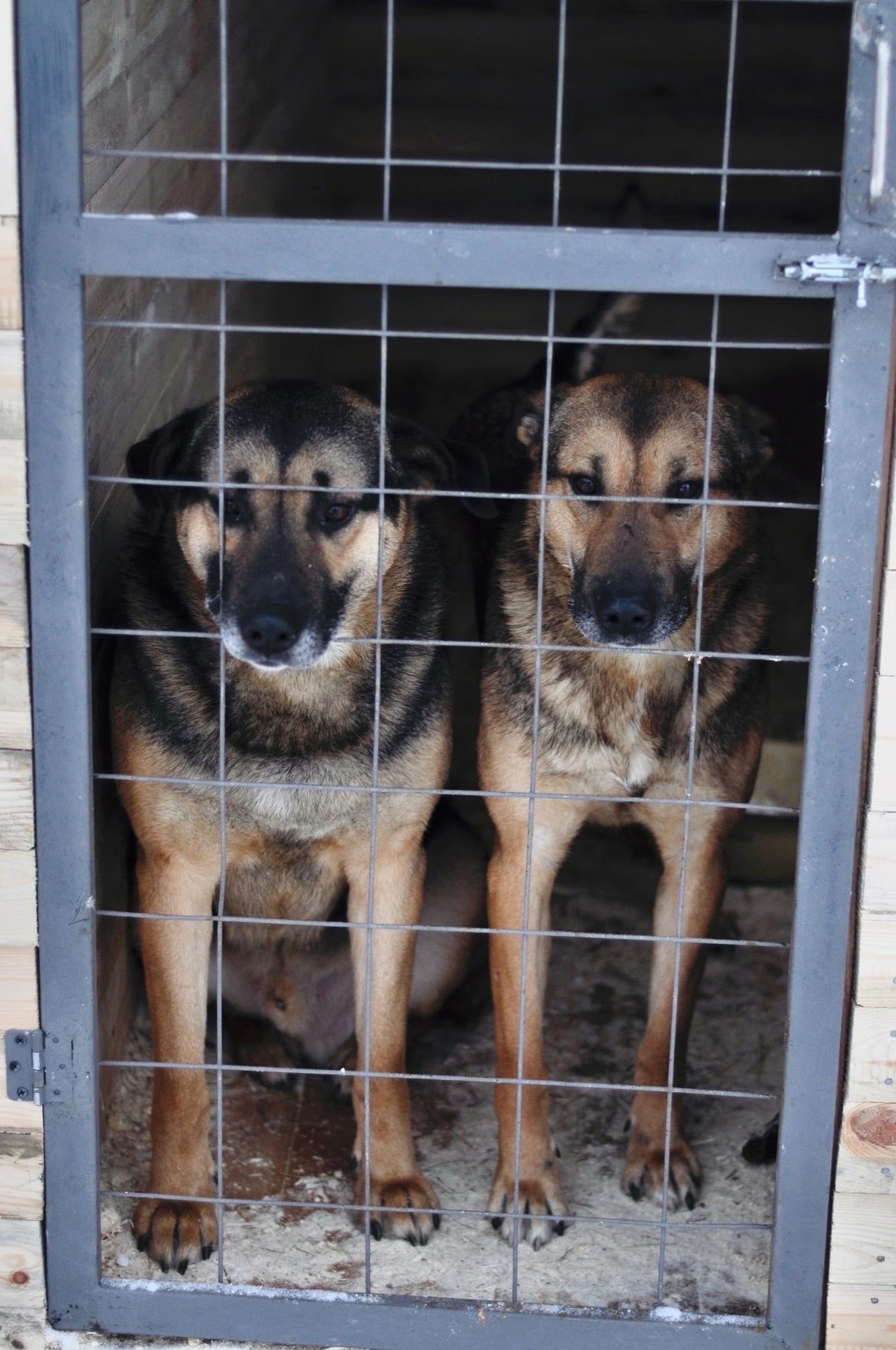 Два мохнатых брата в Карелии ищут дом