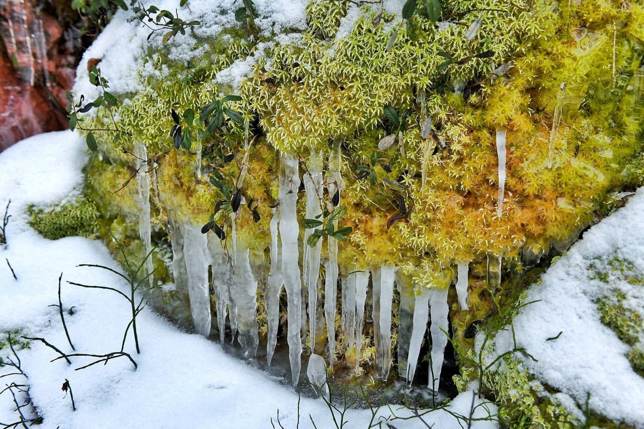 Узнали, какая жизнь таится под снежным одеялом в Карелии