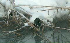 Редкую птицу, занесённую в Красную книгу, удалось встретить на незамерзающем водоёме в Питере