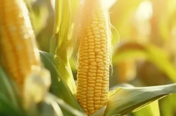 В Карелию поступило 200 тонн кукурузы, зараженной микроскопическими грибами