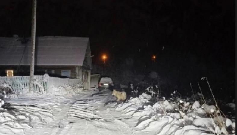 То ли волк, то ли пес: жители карельской деревни гадают, что за зверь ходит рядом с домами
