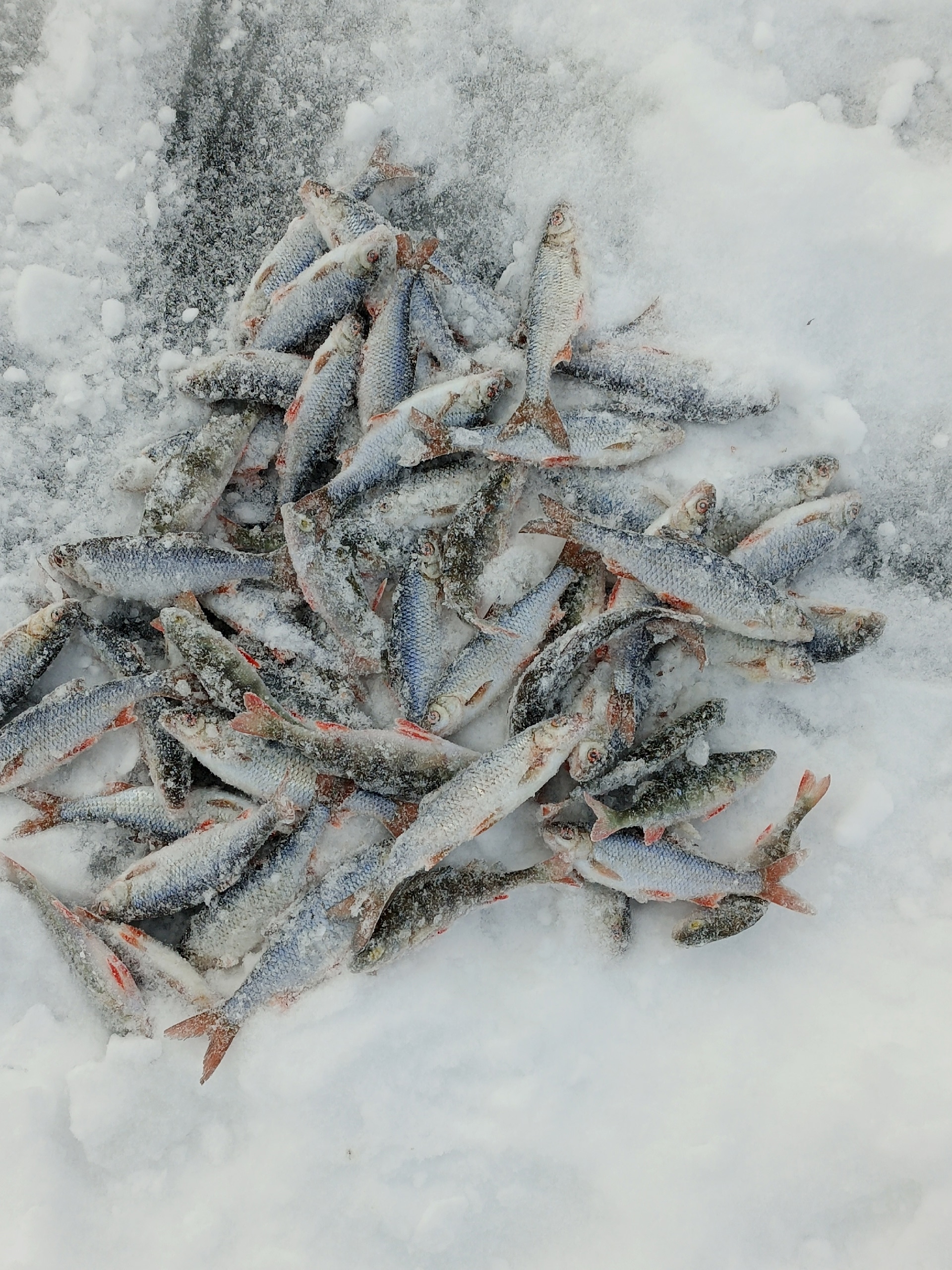 Жители Карелии порадовались первому улову плотвы в Новом году