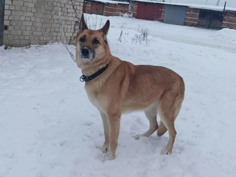 Туристы выбросили собаку у гостиницы в Карелии