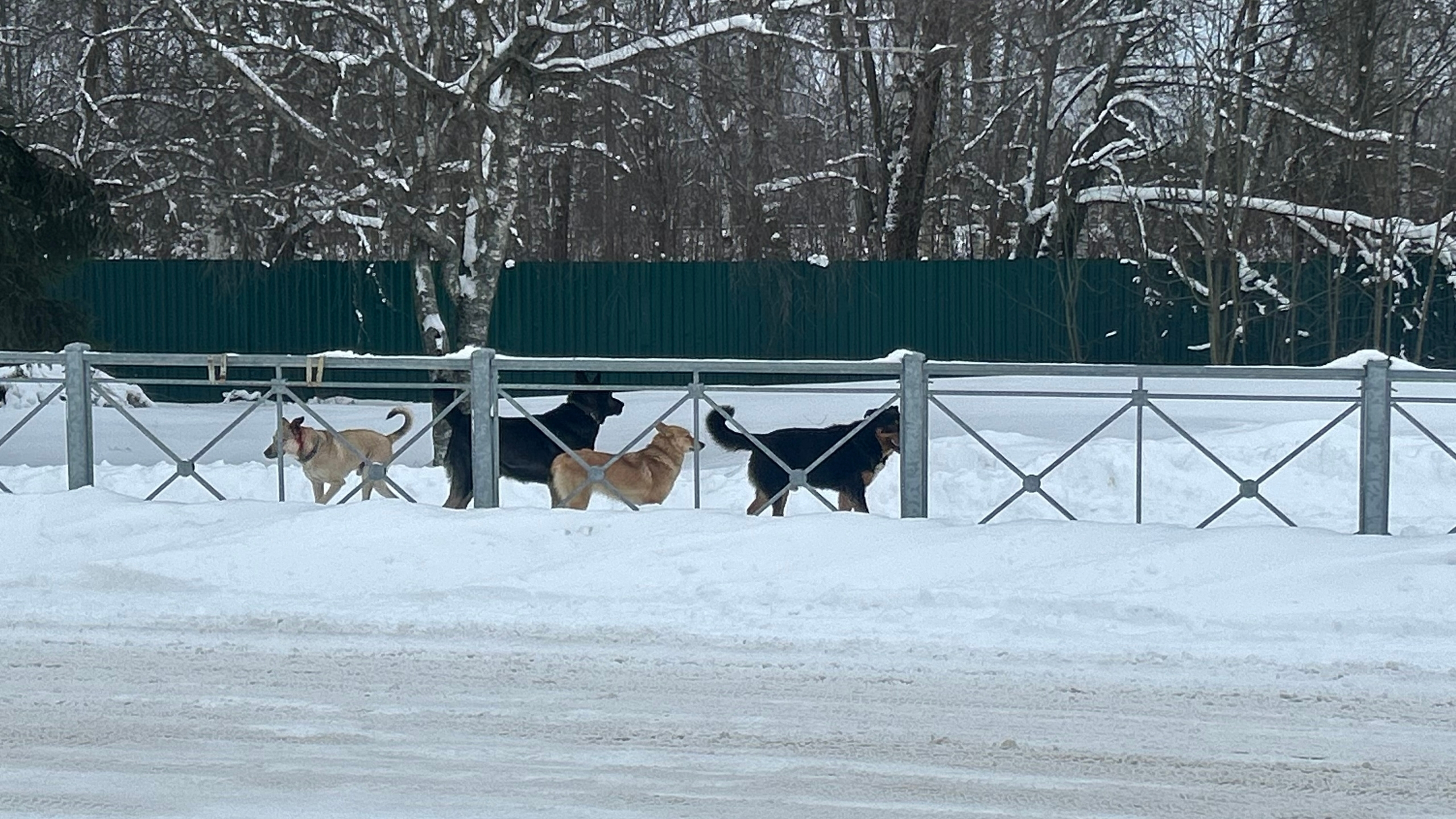 Администрация Олонецкого района предложила подать заявку на отлов бездомных собак после нападения на детей