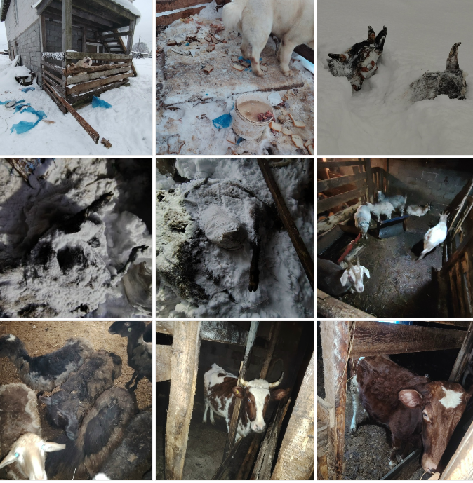 Депутат Заксобрания Карелии обнаружила вмерзшие трупы животных в селе Карелии