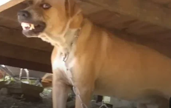 Собака покусала ребенка в Питкярантском округе