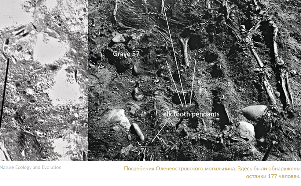 Диета древних охотников с Онеги удивила археологов