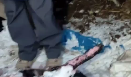 Прокуратура проведет проверку и разыщет владельца антисанитарной фермы в Заозерье