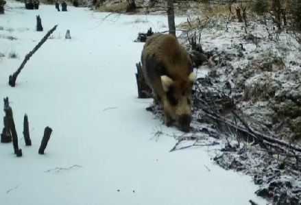 Аккуратного кабана заметили в лесном заповеднике