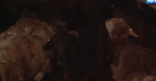 Россельхознадзор проверил скандальную ферму с останками животных в Заозерье