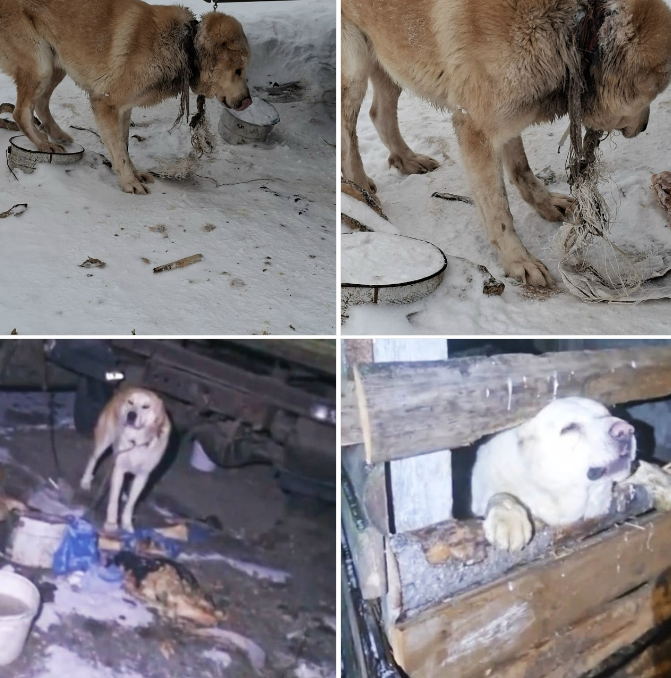 Жители Заозерья обнаружили погибающую собаку на цепи