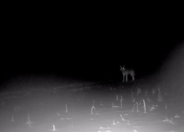 Волки пробрались в заповедник «Кивач» в Карелии