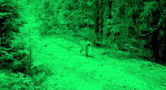 «Творческий» режим лесной камеры показал ночные прогулки животных в заповеднике