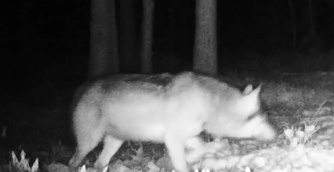 Летающие половники, пузатый волк и бобровая лесосека: что увидел зоолог в лесу под Питером