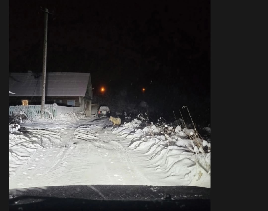 Волк рядом с жилыми домами напугал жителей деревни в Карелии