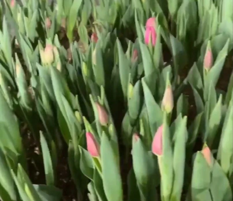 В Карелии зацвели первые тюльпаны