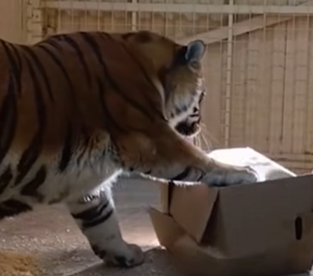 «Распаковка-чек»: тиграм устроили развлечение с коробками в карельском зоопарке