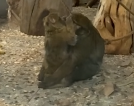 Семья обезьян в Карельском зоопарке удивила посетителей своей нежностью и заботой