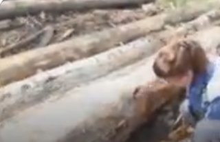 В Карелии обнаружили крупную партию зараженной хвойной древесины