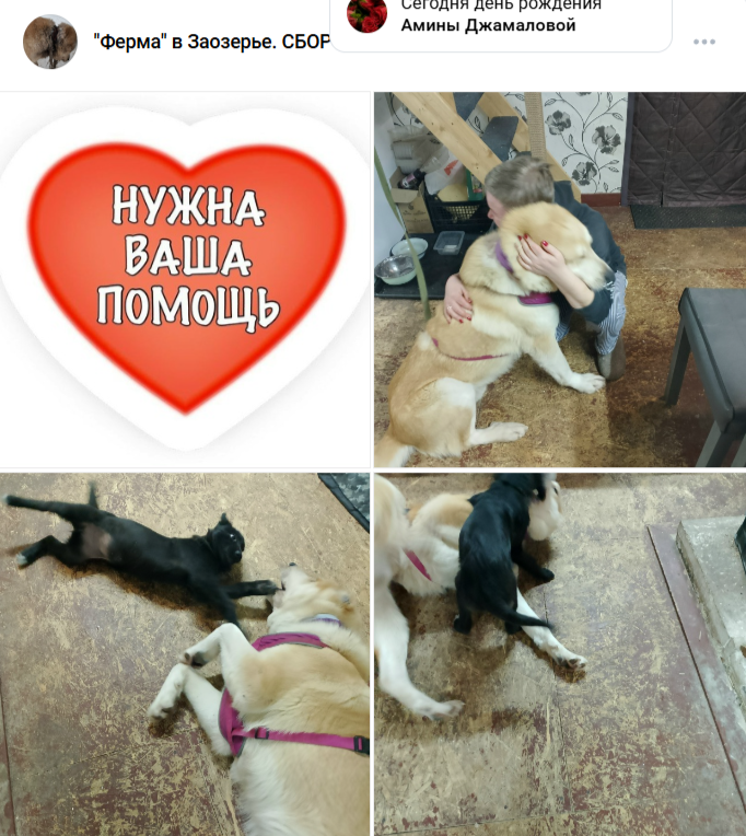 Спасенный в Карелии Малыш алабай начал хулиганить