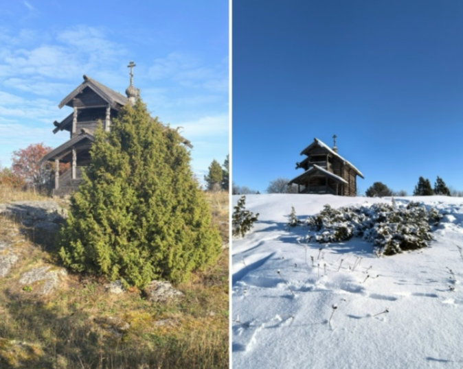 Вандалы спилили можжевельник рядом с православной часовней в Медвежьегорске