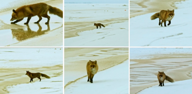 Узнали, кого настойчиво искал лисовин рядом с Карелией