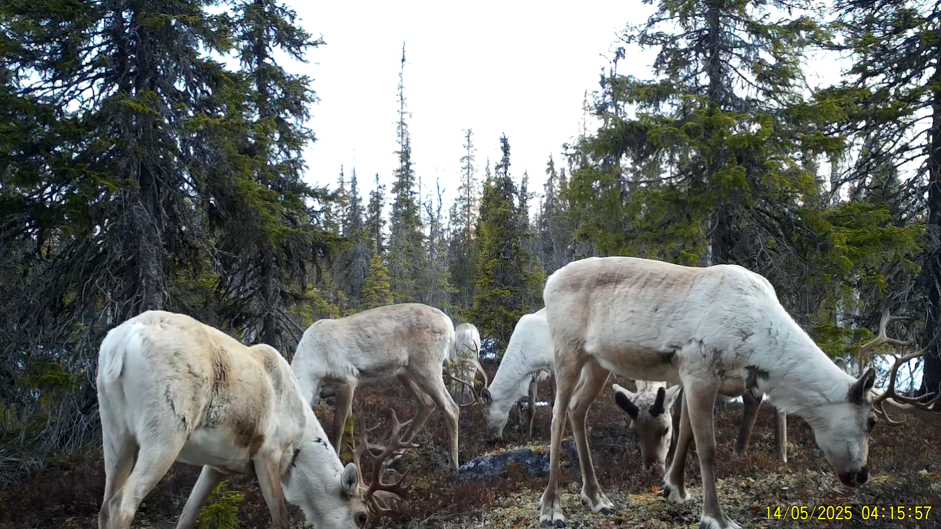 Фотоловушка в нацпарке Карелии засняла олений гарем