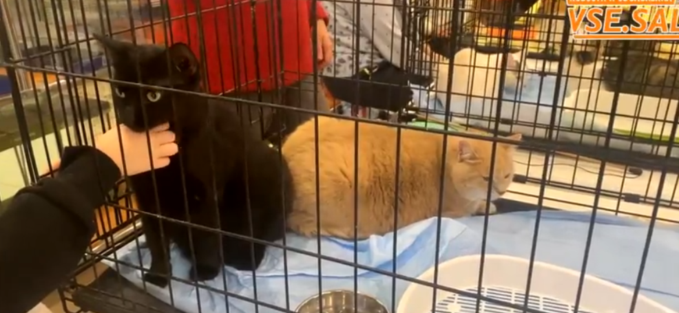 «Теплых котов» раздадут в торговом центре Петрозаводска