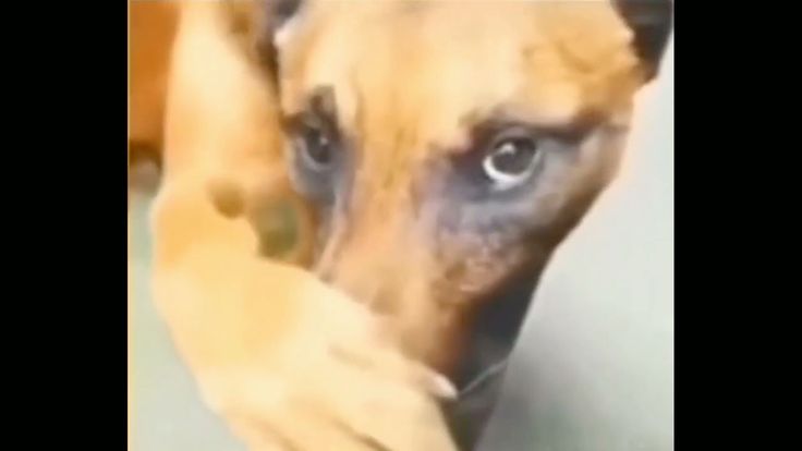 Кондопожанин пожаловался суду на подорвавший здоровье лай соседской собаки, но доказать это не смог