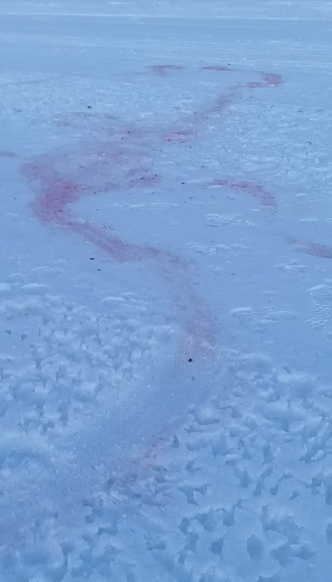 Волки утащили собаку в одном из посёлков Питкярантского округа