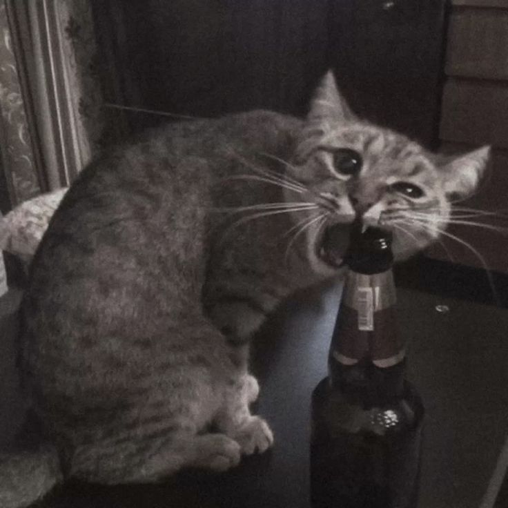 Отделавшийся условным сроком за кражу пенсионер Карелии пил и дебоширил - суд отправил его в колонию