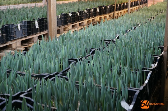 Супруги Плотниковы из Костомукши выращивают тюльпаны даже в феврале