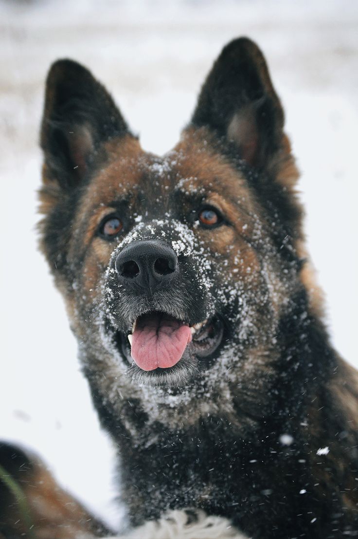 Нестер взял след: в Петрозаводске раскрыли грабёж