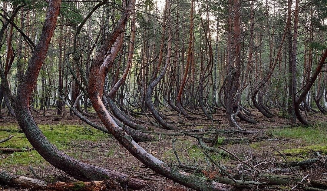 Рощи-аномалии показали специалисты одного из лесничеств Карелии