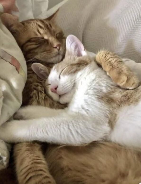 Учёные установили, что отход ко сну в разное время разрушает отношения супругов