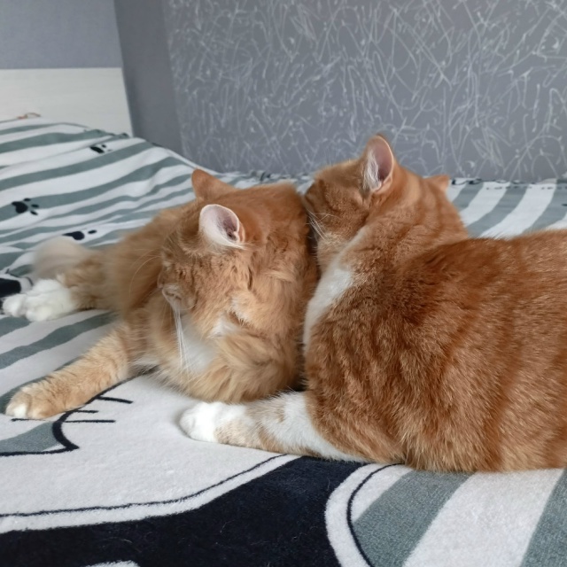 Мошенники обманули двух жительниц Пряжинского района под предлогом продажи котят