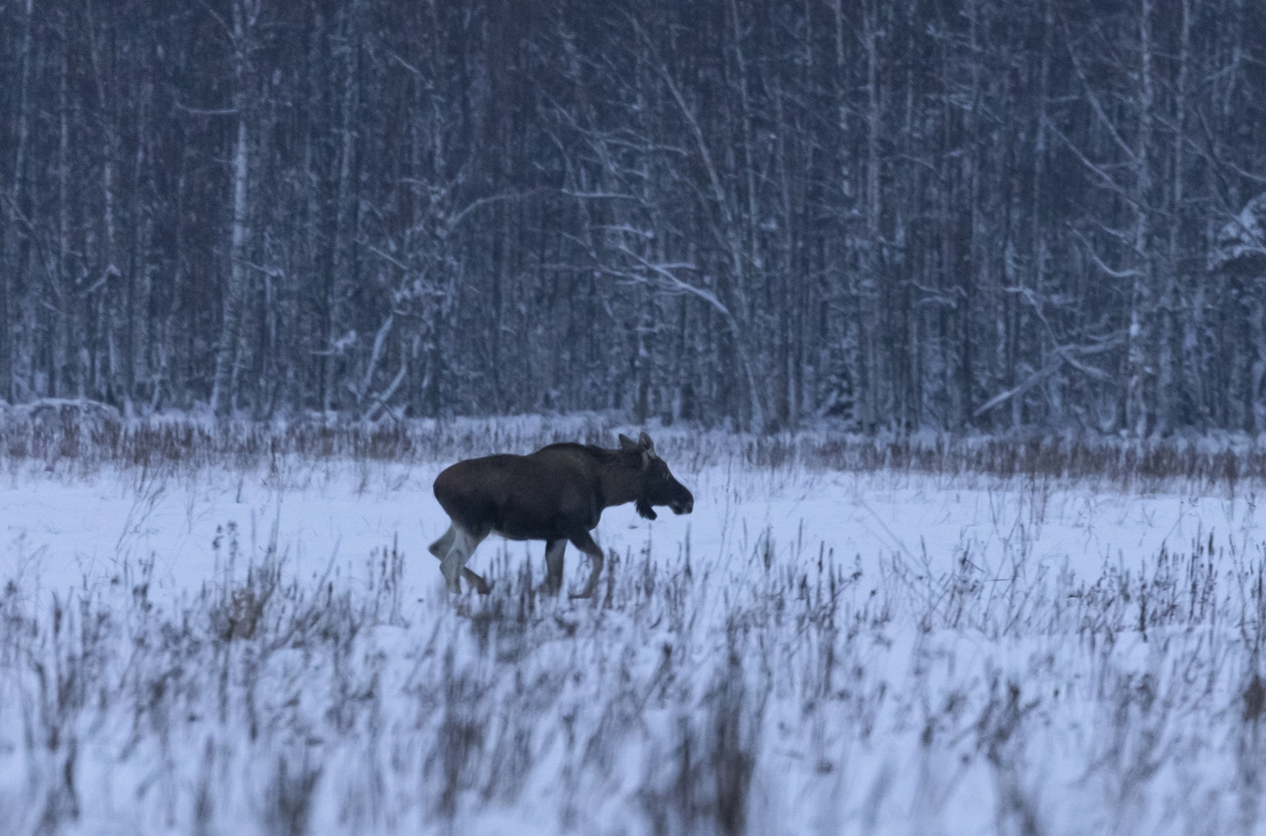 Шустрых лосей запечатлели рядом с Карелией