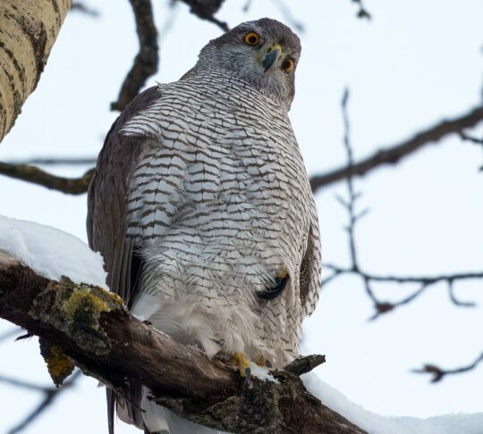 Ястреб-тетеревятник, пытаясь согреть свою когтистую лапу, сжал пальцы в кулак