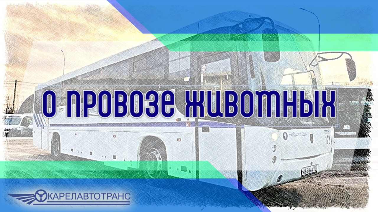«Карелавтотранс» разъяснил правила провоза животных в автобусах