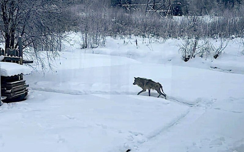 Изможденного хищника спасли рядом с Карелией