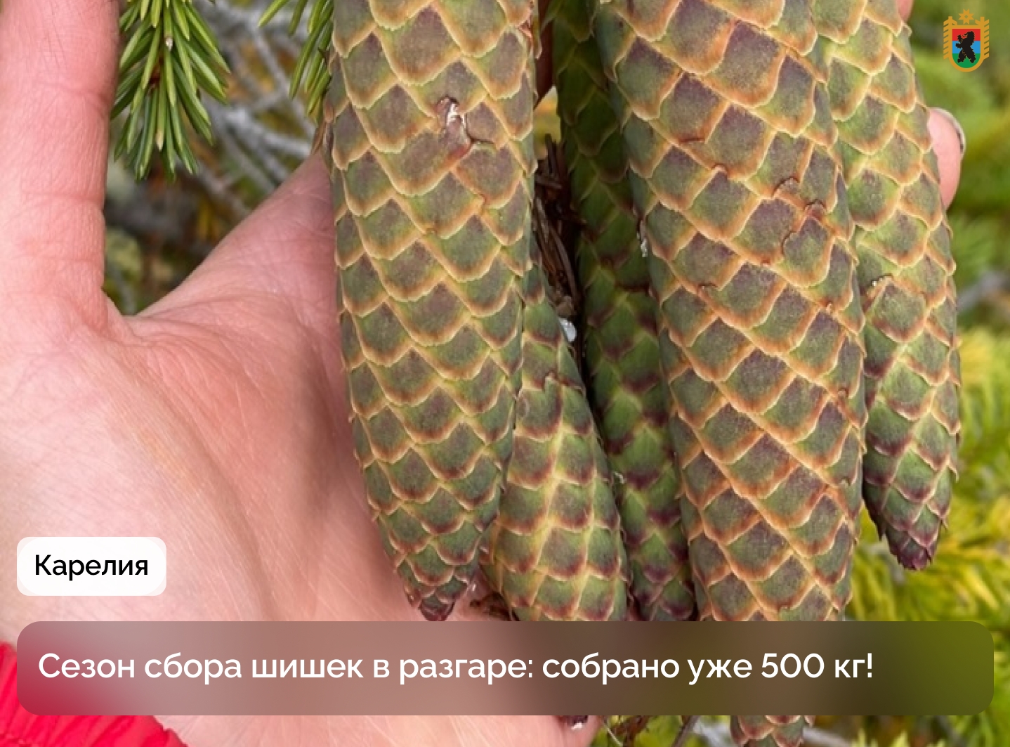 В Карелии собирают шишки для восстановления лесов